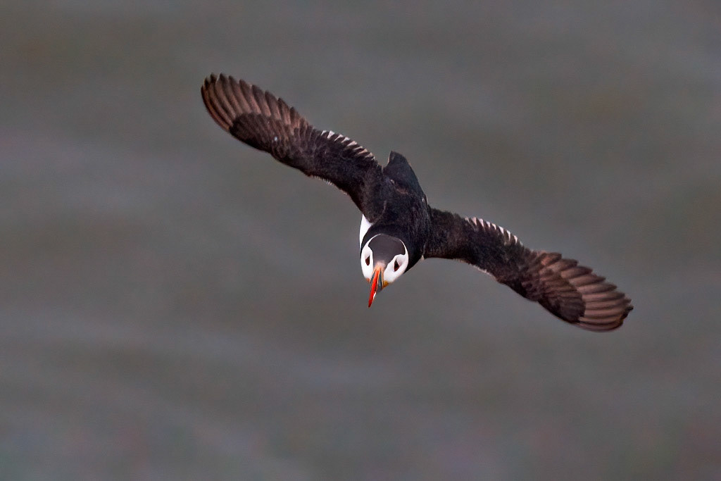 Puffin