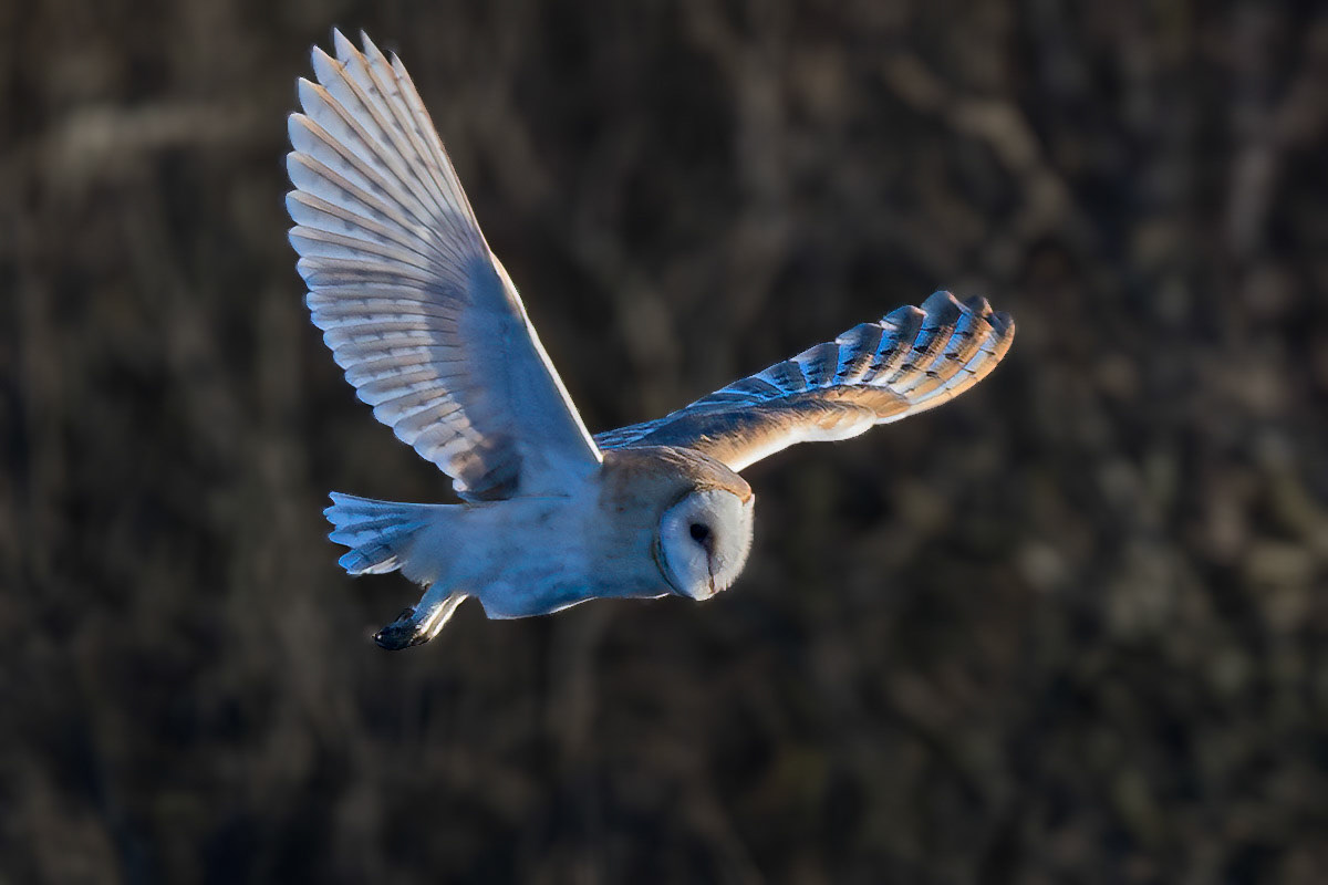 Barn Owl