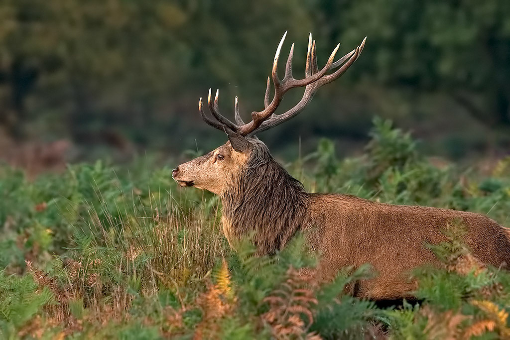 Red Deer