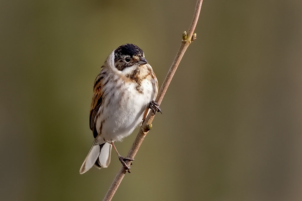 Male Reed Bunting