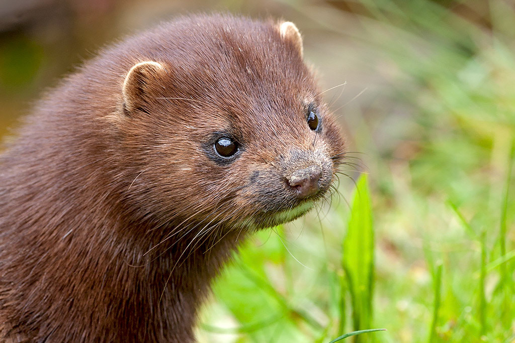 European Mink