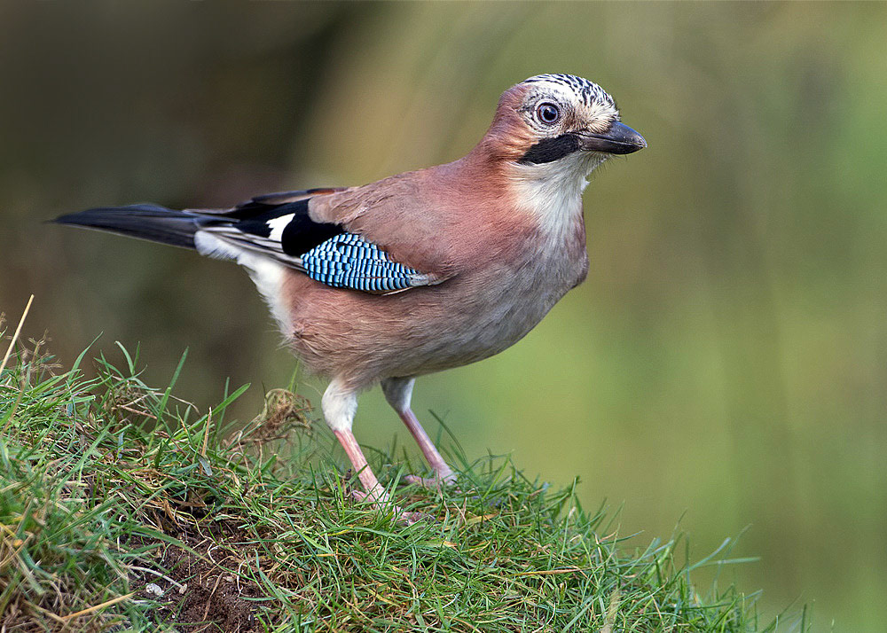 Jay