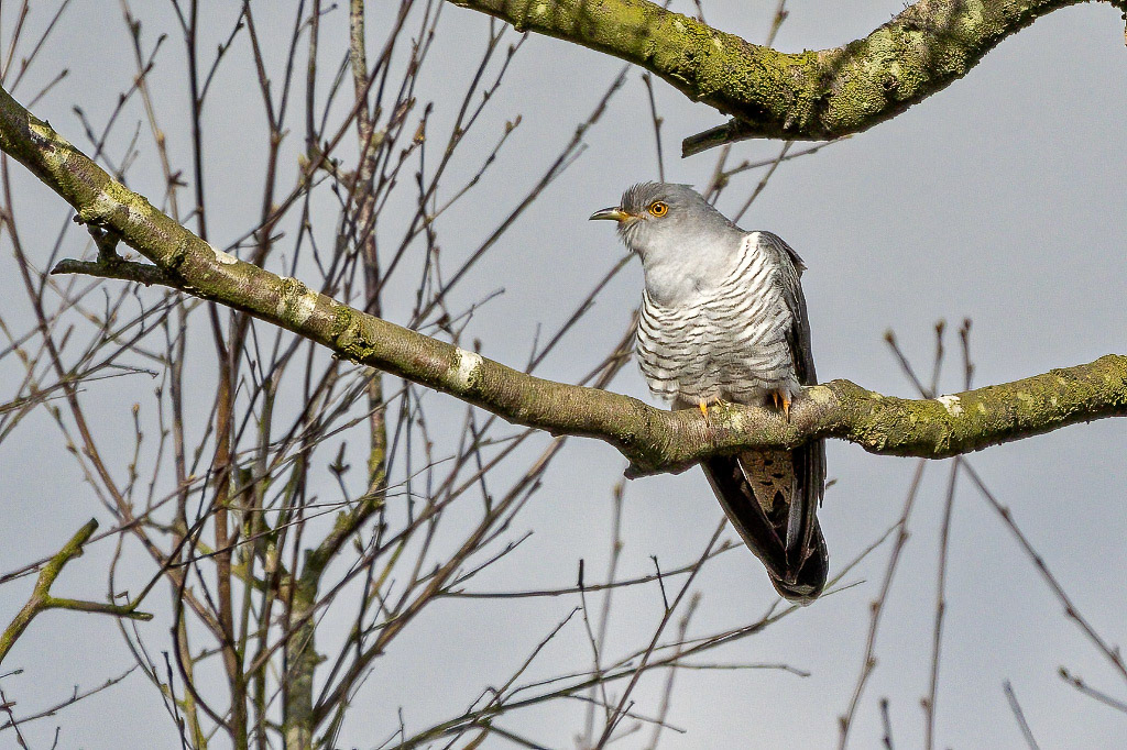 Cuckoo
