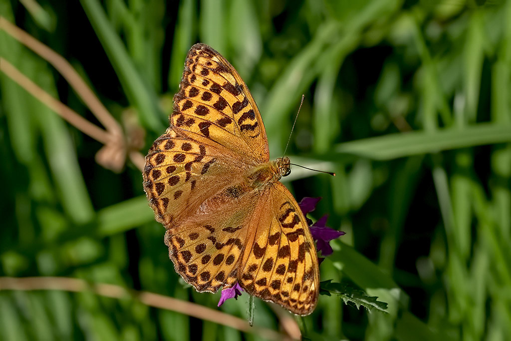 Silver-washed Fritillary