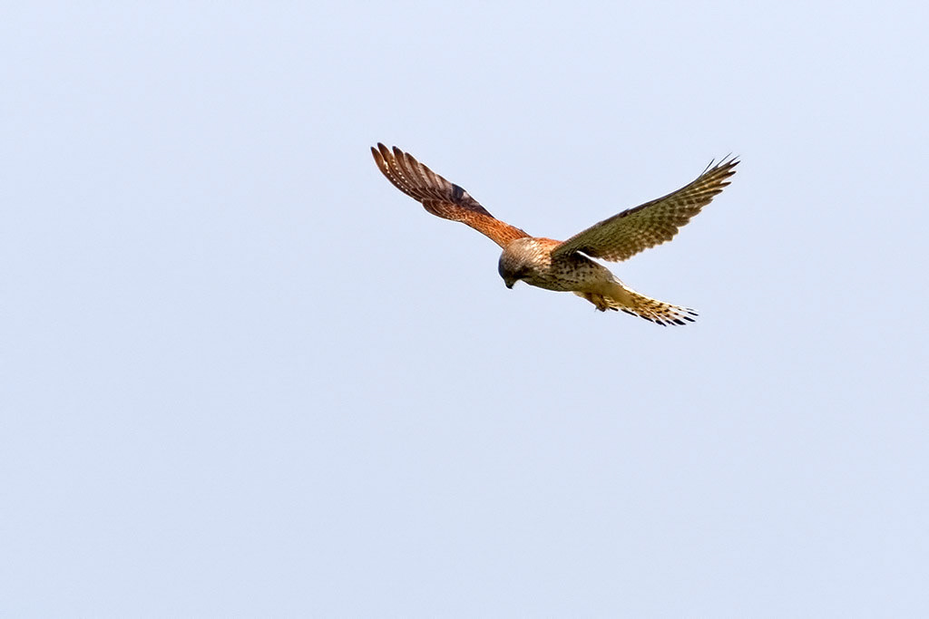 Kestrel