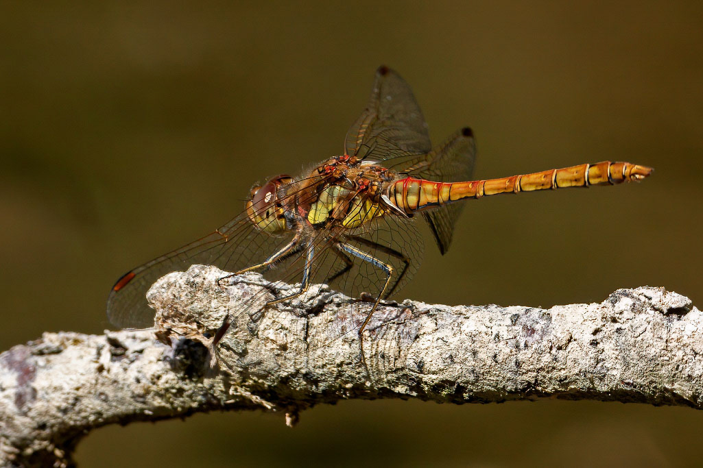 Common Darter