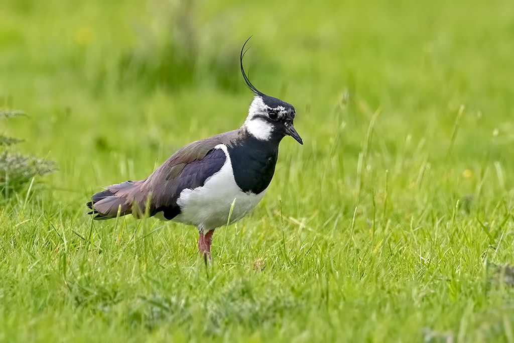 Lapwing