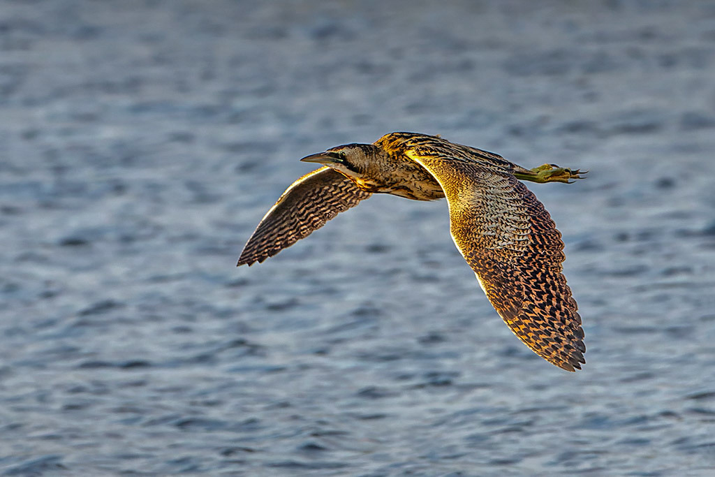 Bittern