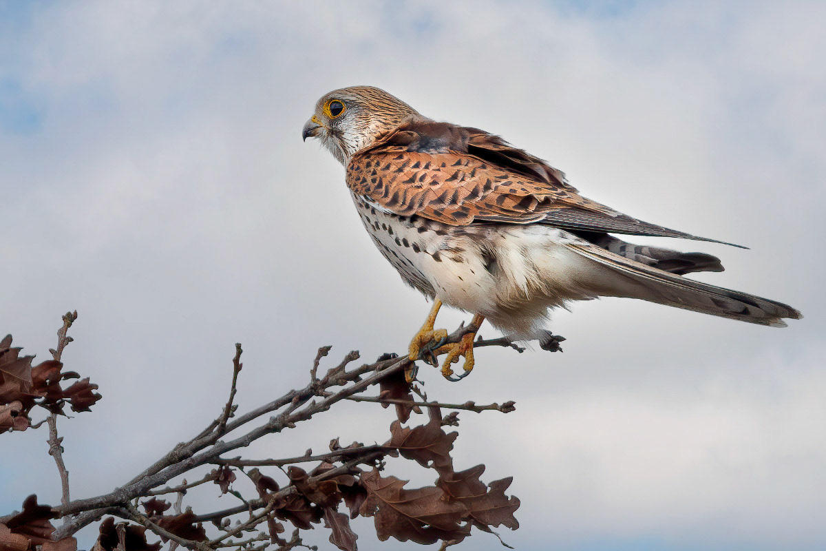 Kestrel