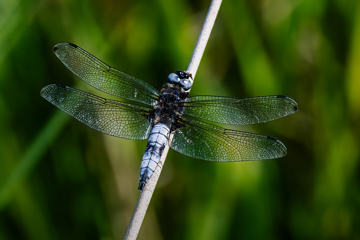 Scarce Chaser