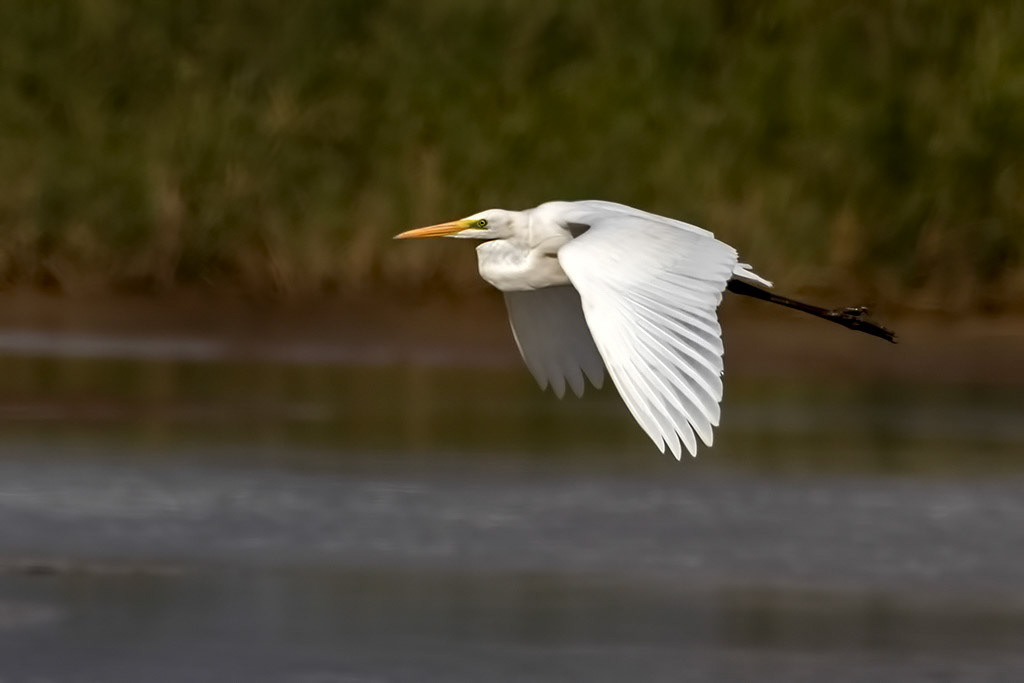 Great White Egret