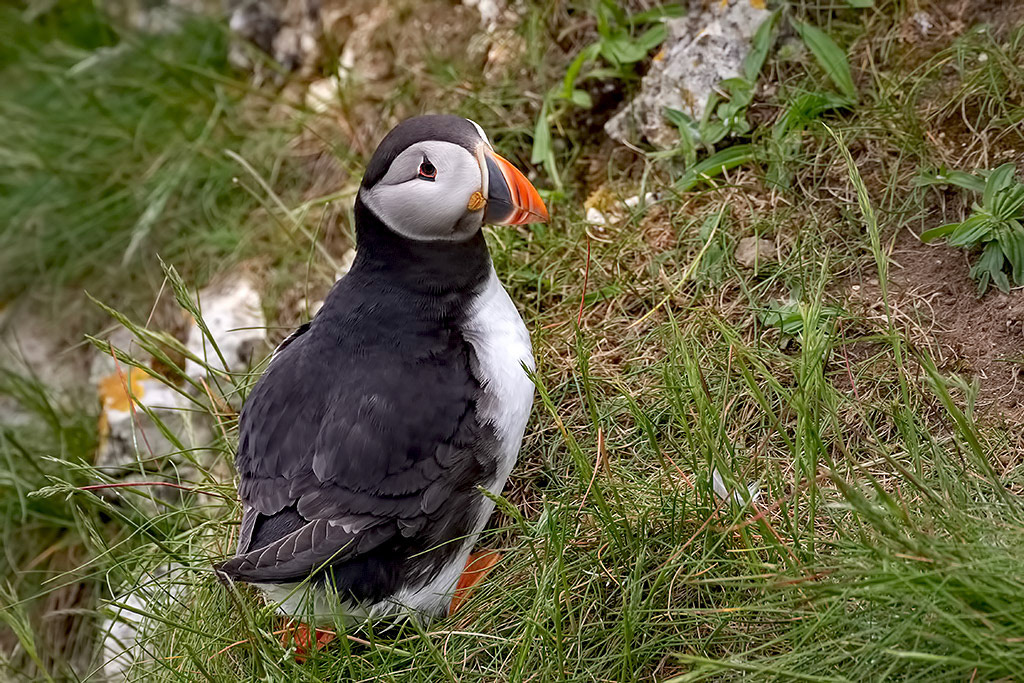 Puffin