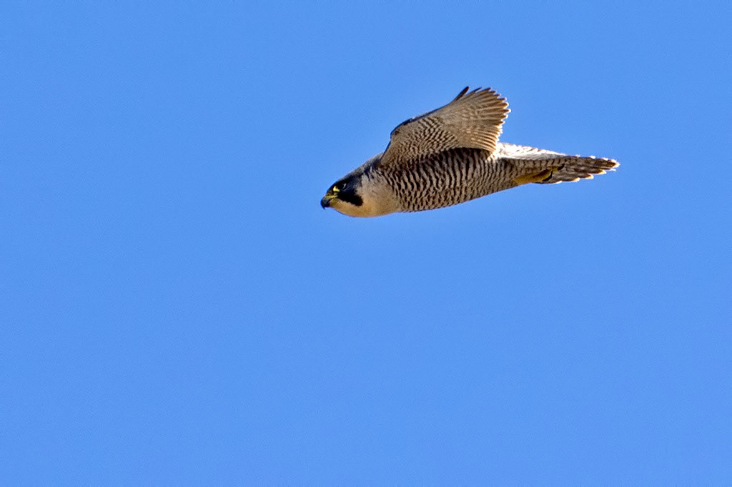 Peregrine Falcon