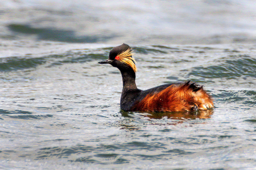 Black-necked Grebe