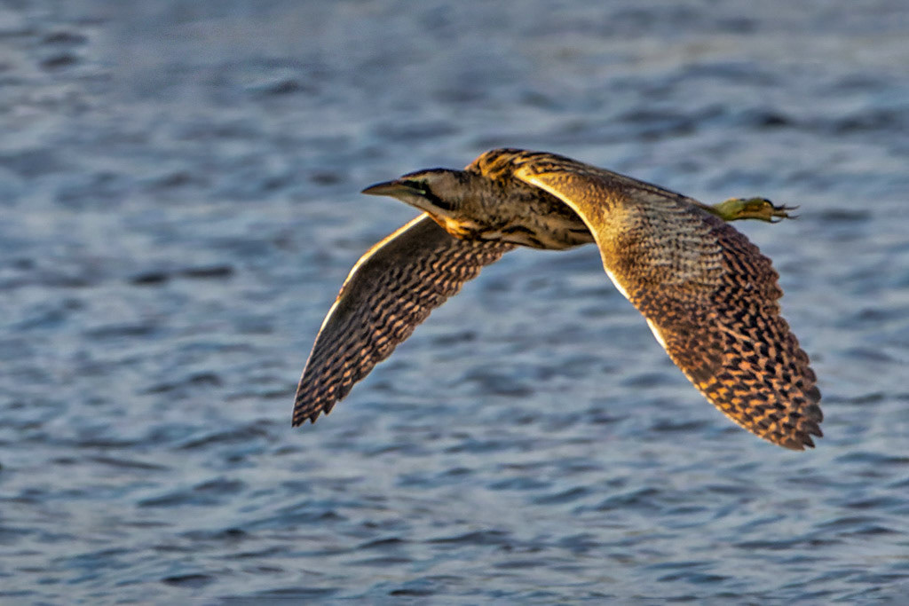 Bittern