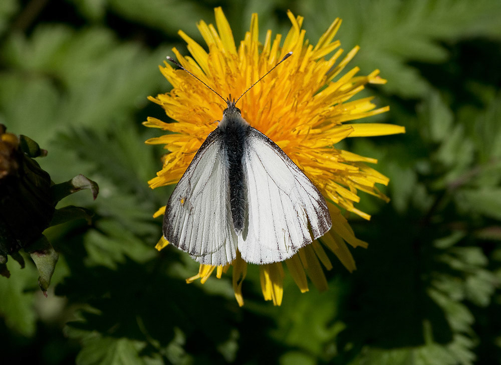 Green-veined White