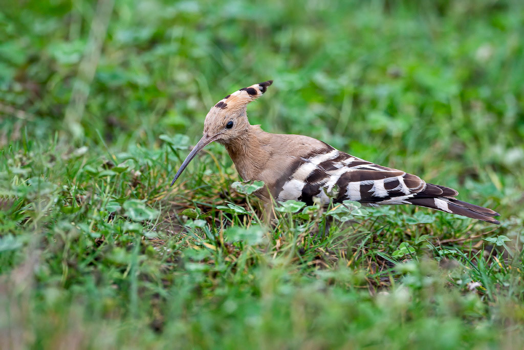 Hoopoe