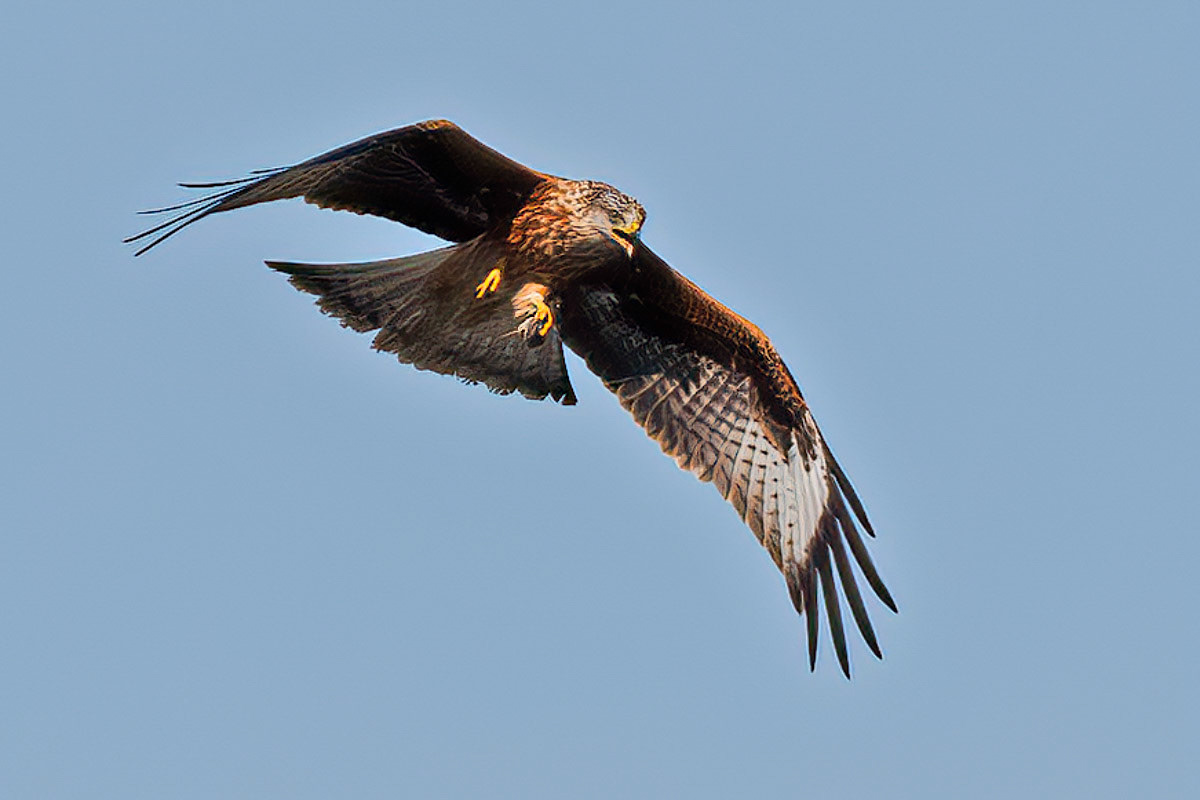 Red Kite