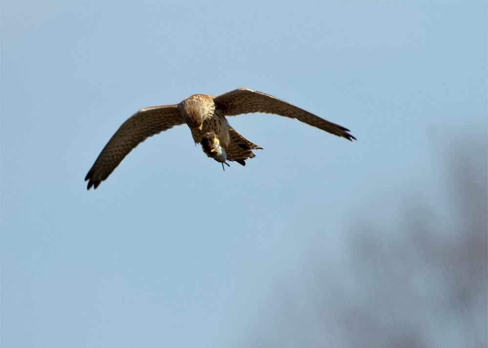 Kestrel