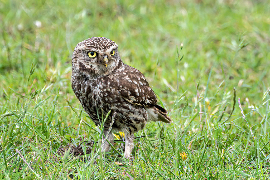 Little Owl
