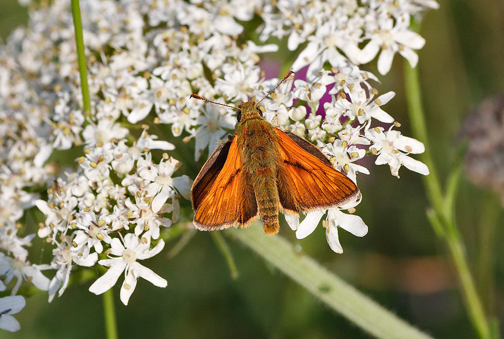 Large Skipper