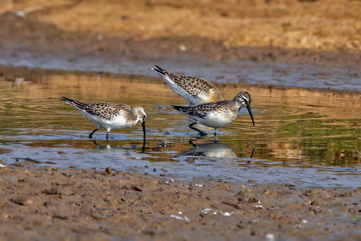 Curlew Sandpiper