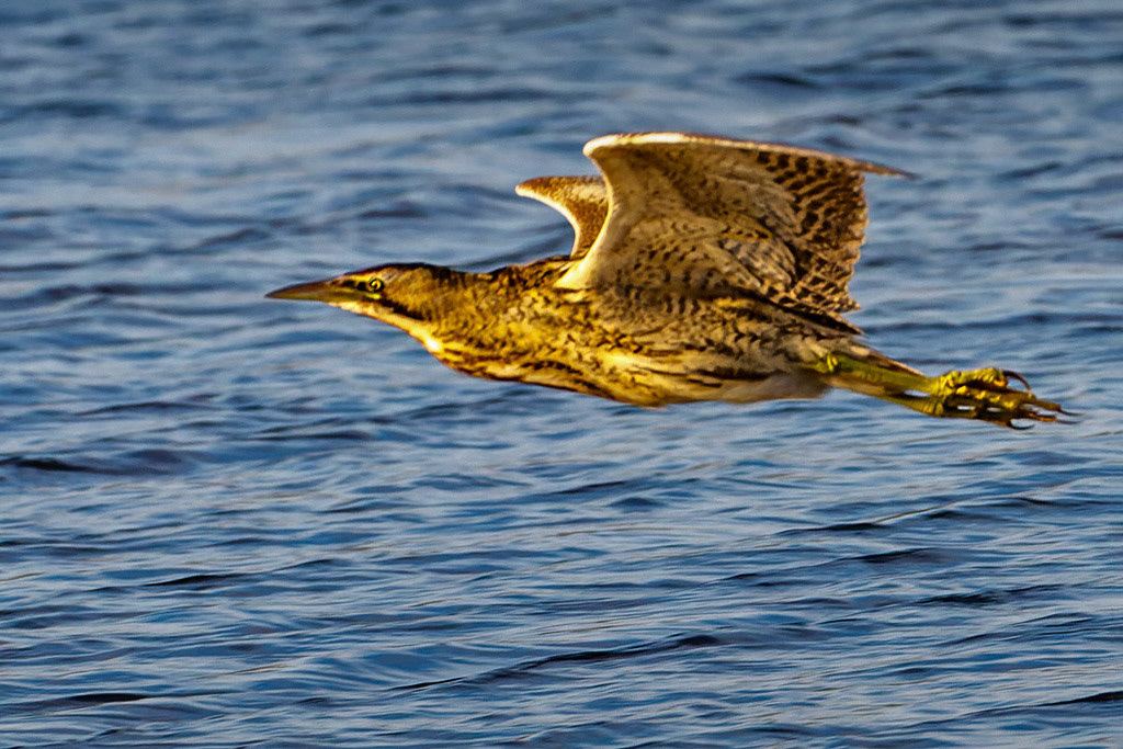Bittern