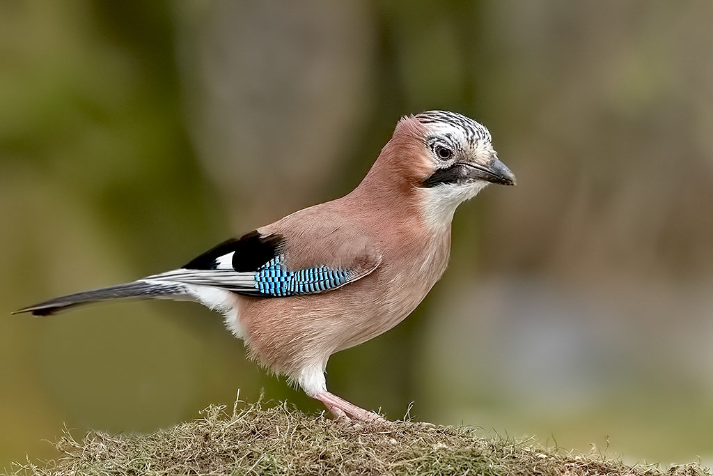 Jay