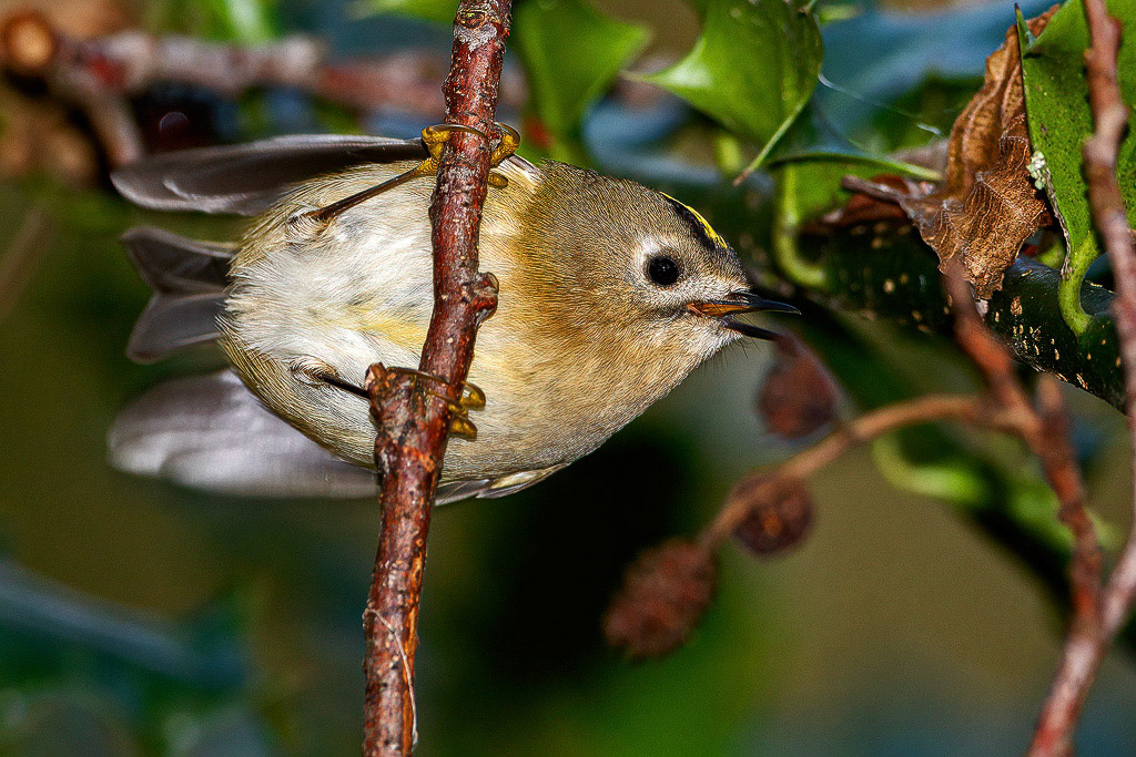 Goldcrest