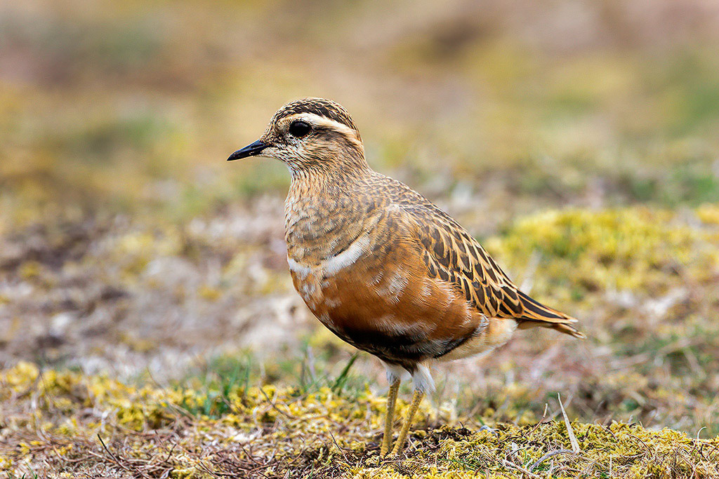 Dotterel