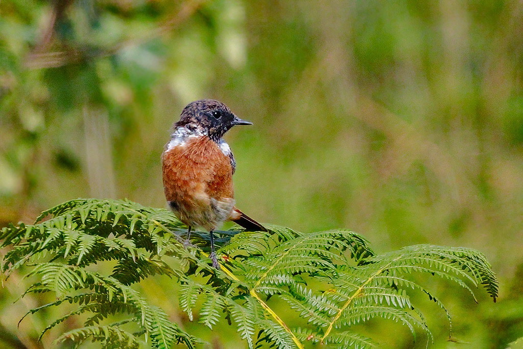 Stonechat