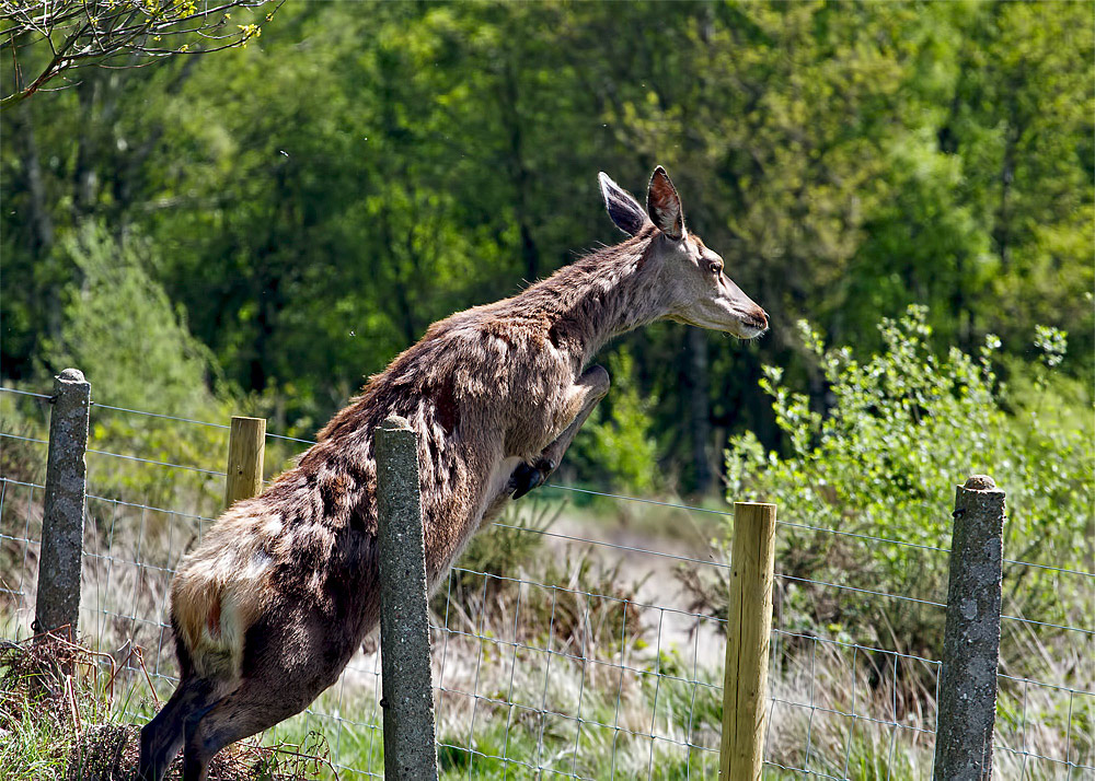 Red Deer