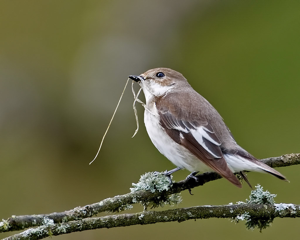 Female Pied Flycatcher