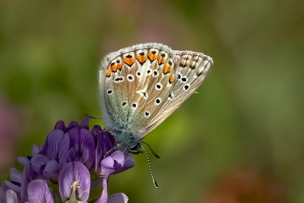 Common Blue