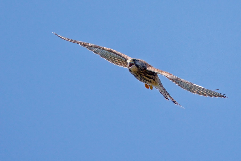 Kestrel