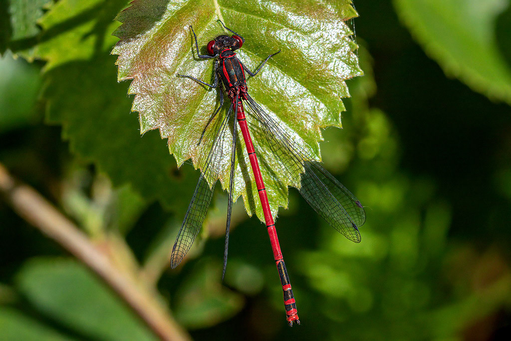 Large Red Damselfly