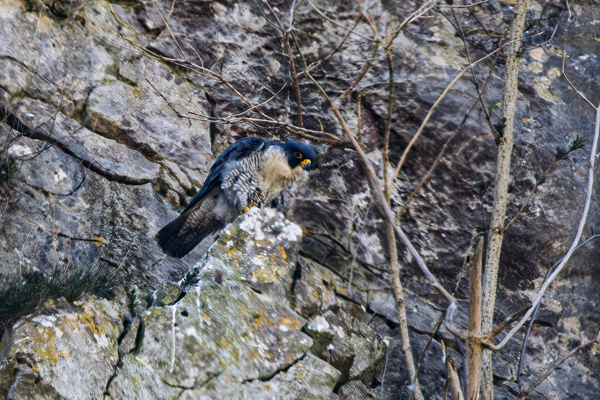 Peregrine