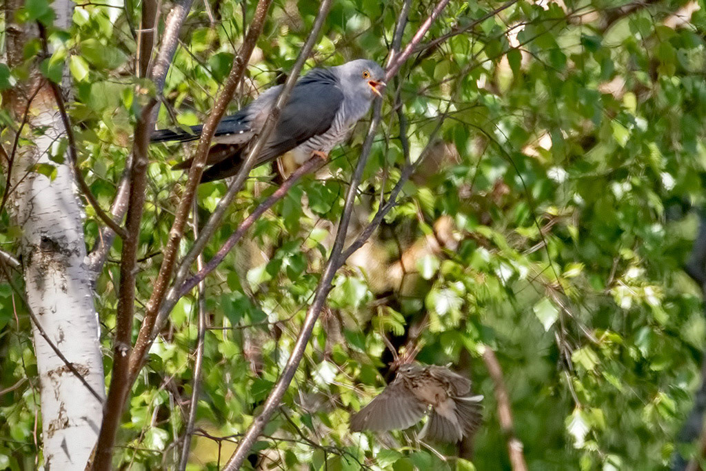 Cuckoo and Meadow Pipit