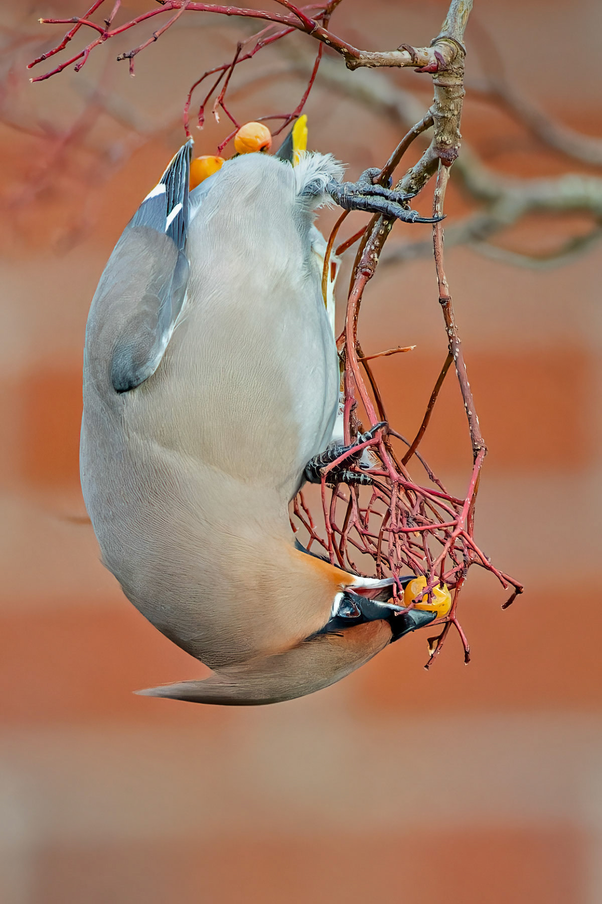 Waxwing