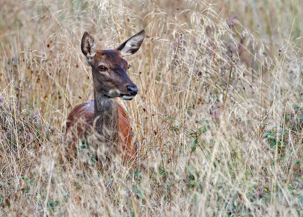 Red Deer
