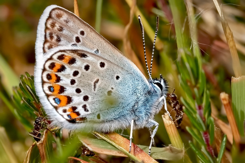 Silver-studded Blue