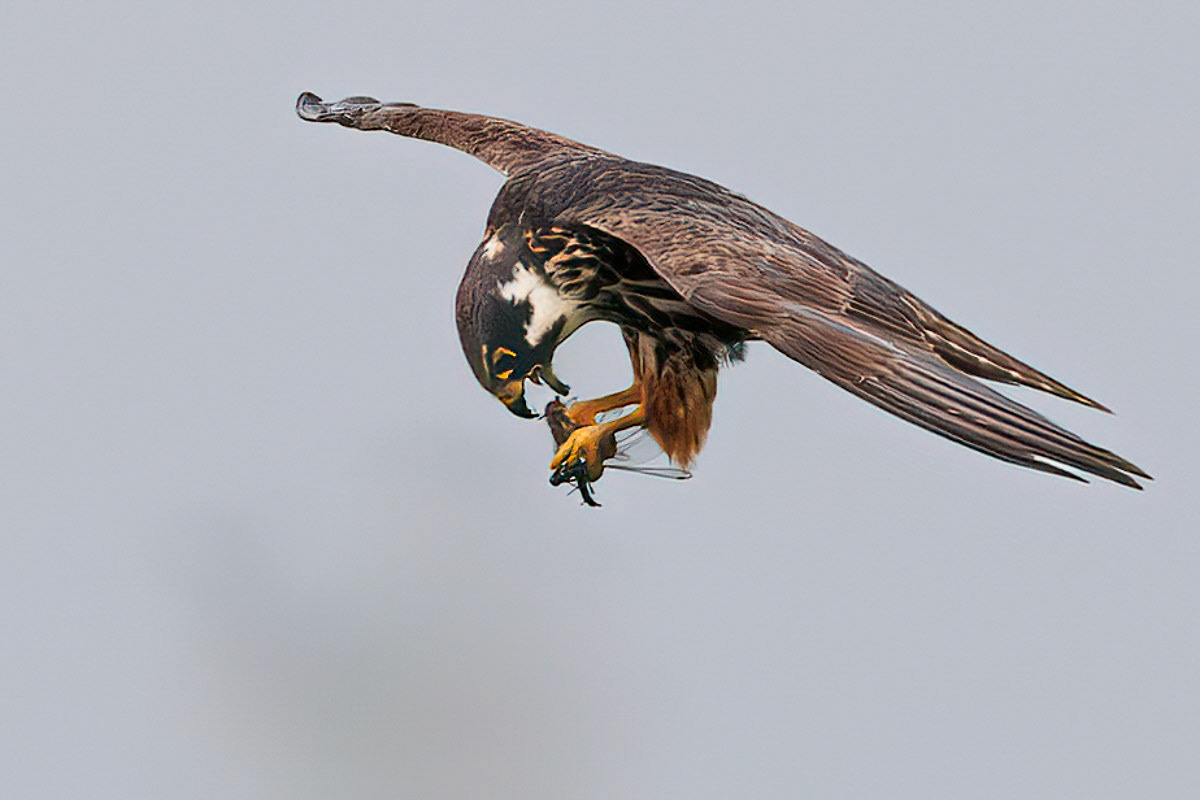 Hobby