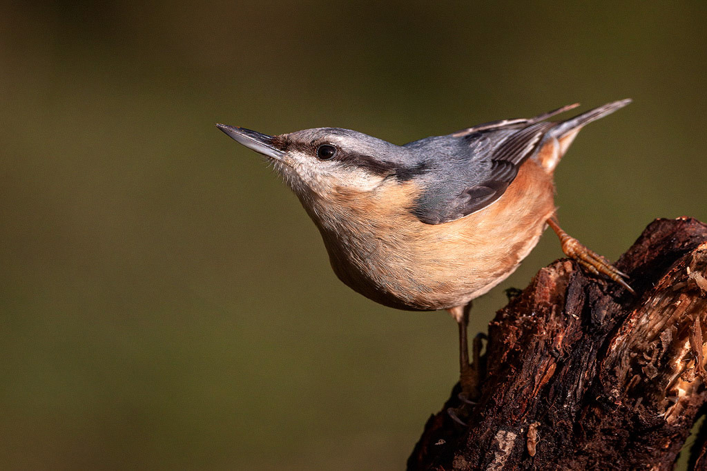 Nuthatch