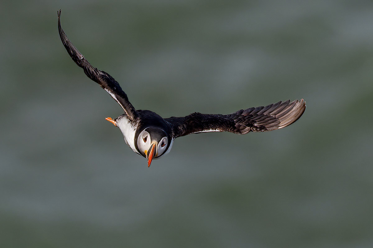 Puffin