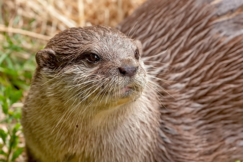 Asian Short-clawed Otter