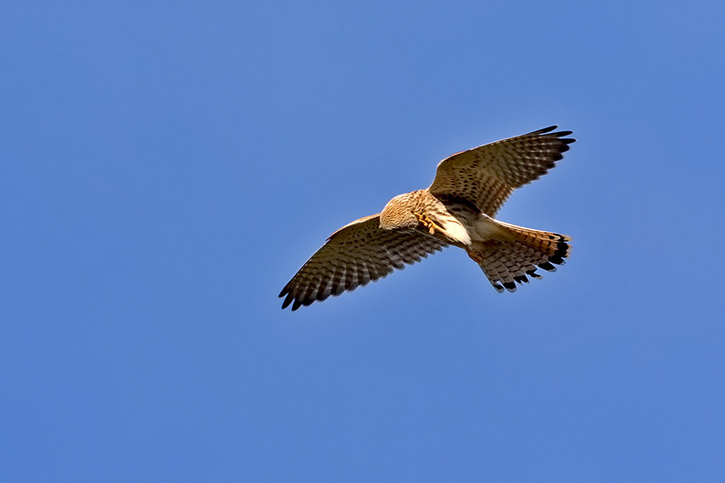 Kestrel