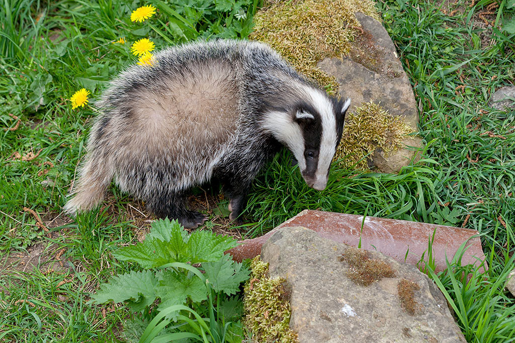 Badger