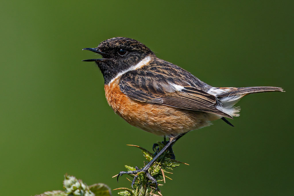 Stonechat