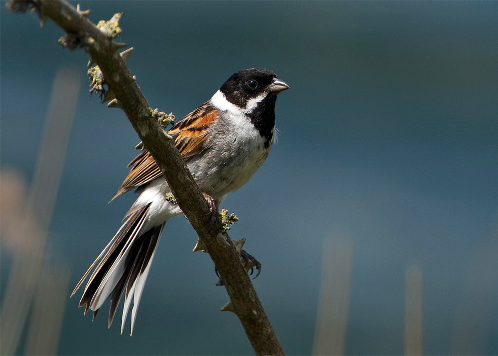 Reed Bunting