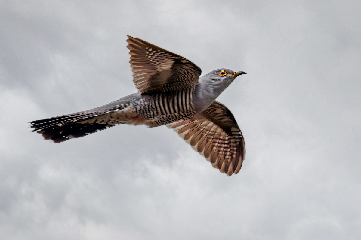 Cuckoo